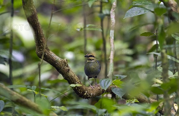 Blue pitta