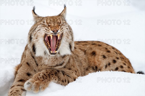 Eurasian lynx