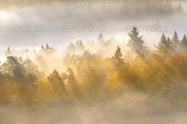 Palatinate forest in autumn