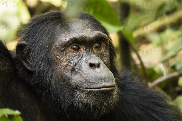 Common chimpanzee