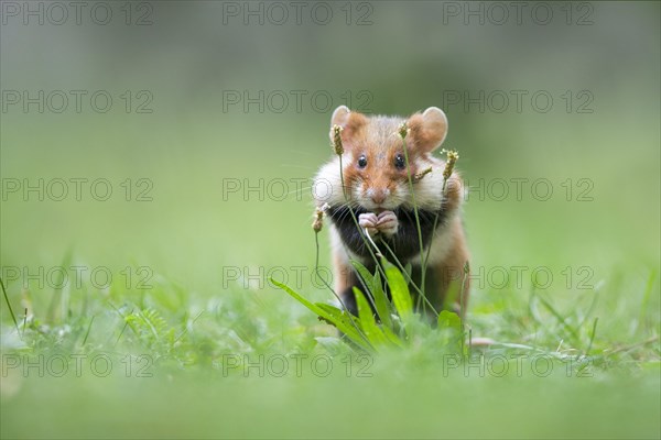 European hamster