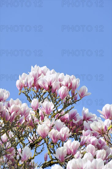 Chinese Magnolia