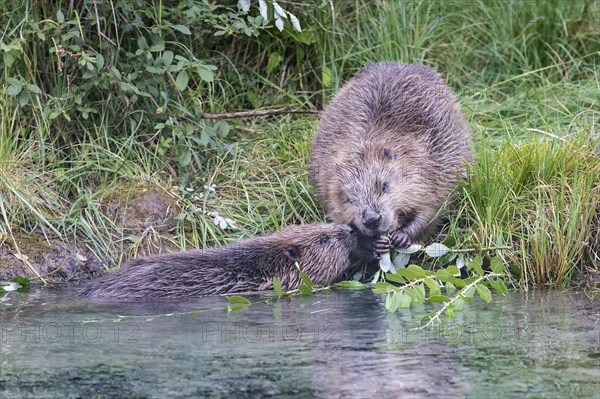 Two European beavers