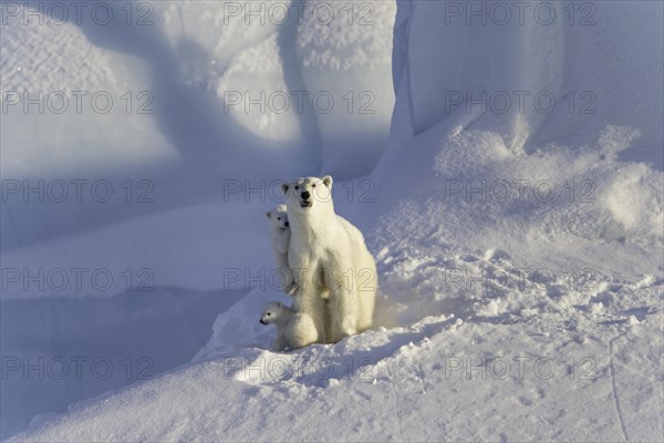 Polar bears