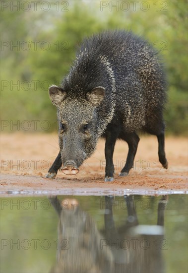 Collared Peccary