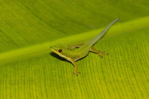 Peacock day gecko