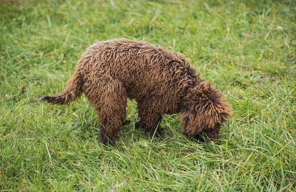 Young truffle dog