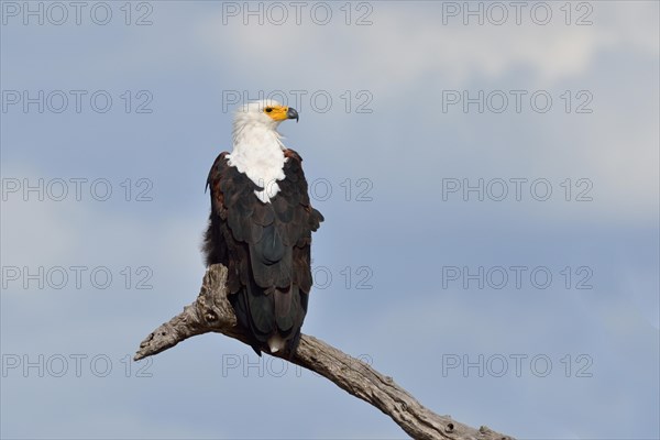 African fish eagle