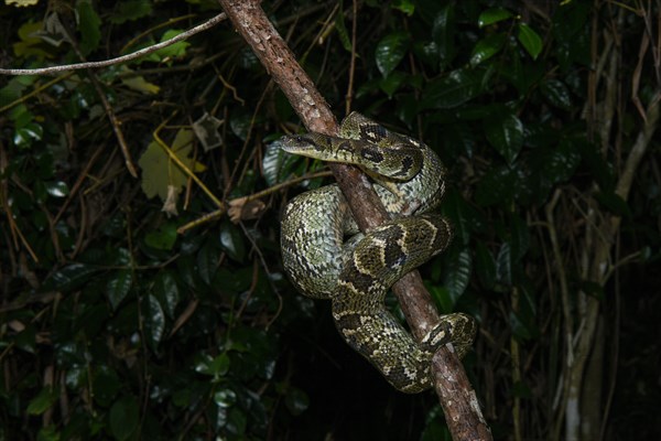 Madagascar Tree Boa