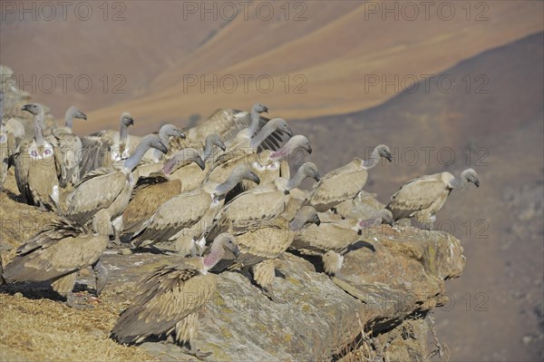 Cape vultures