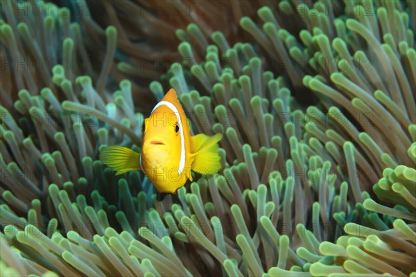 Maldive anemonefish