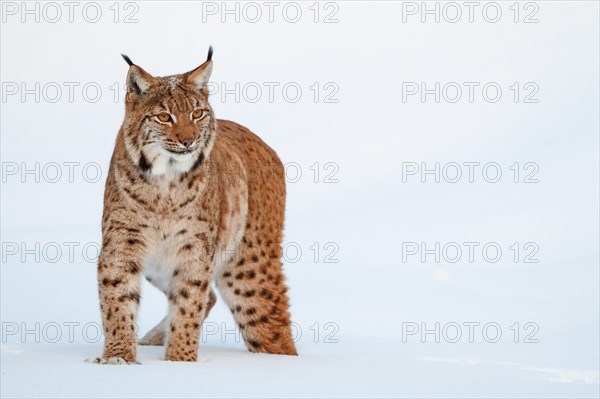 Eurasian lynx