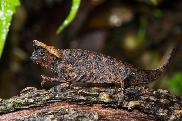 Brown leaf chameleon