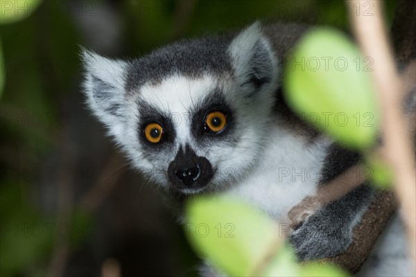 Ring-tailed lemur