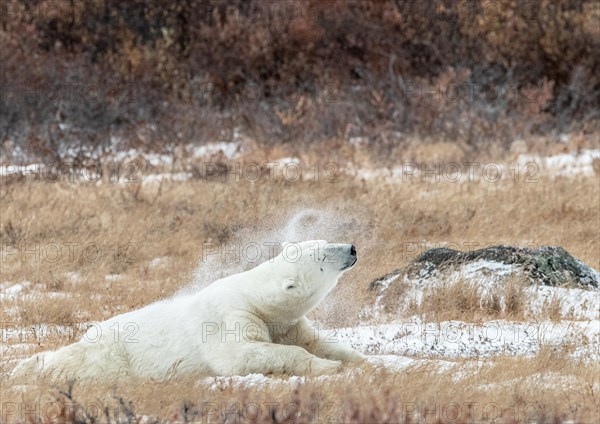 Polar bear