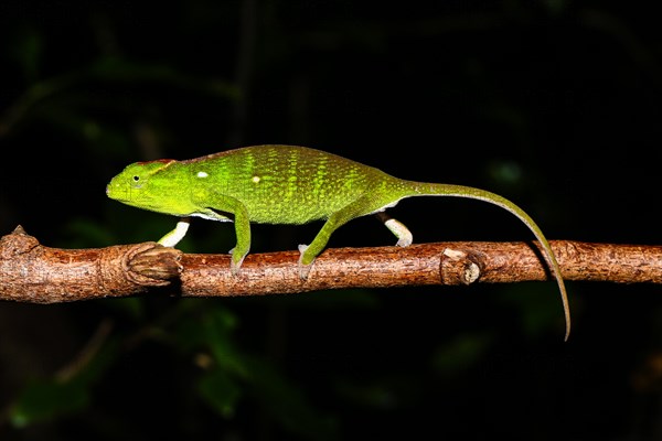 Petter's chameleon