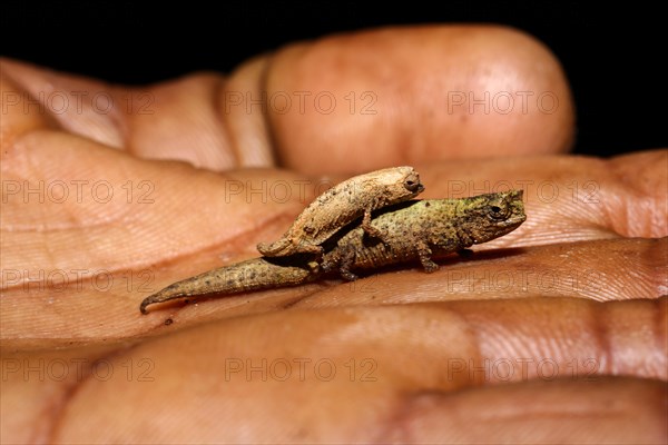 Leaf chameleons