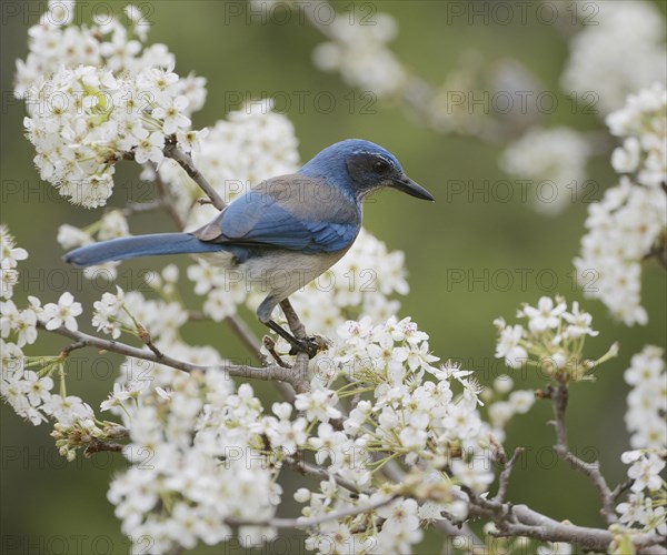 California scrub-jay