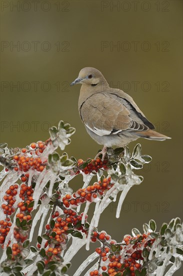 White-winged Dove