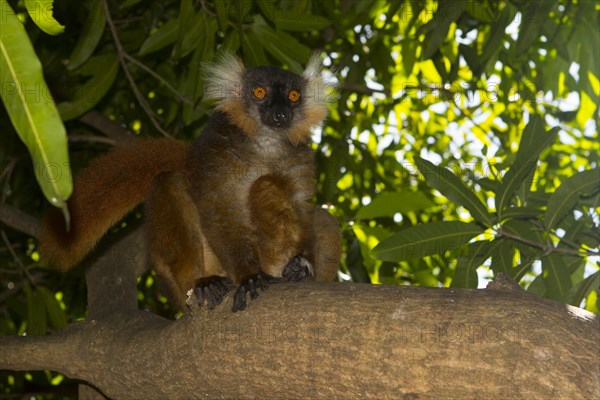 Black lemur