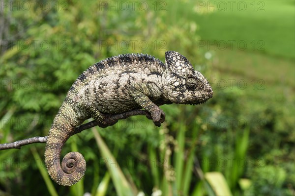 Malagasy giant chameleon