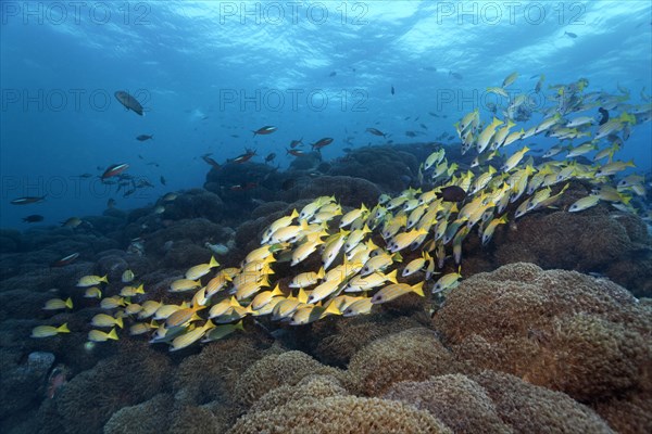 Bluestripe snapper