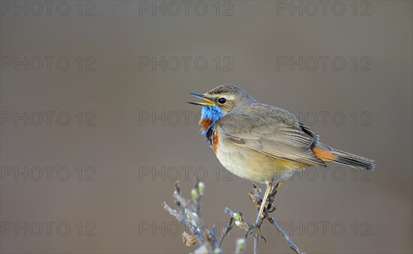 Singing red-spotted bluethroat