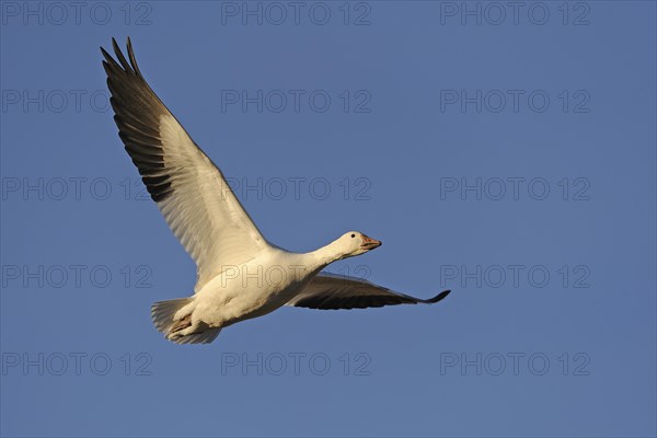 Snow Goose