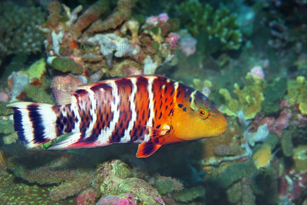 Redbreasted wrasse