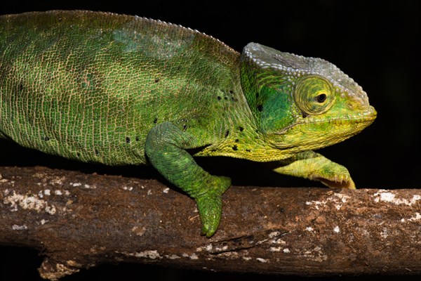 Female chameleon