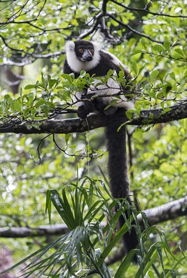 Black-and-white ruffed lemur