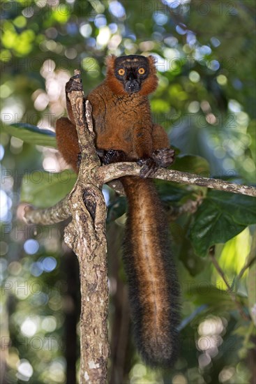 Black lemur