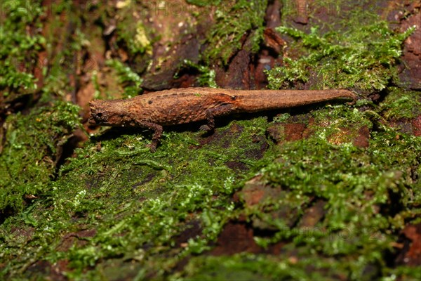 Mount d'Ambre leaf chameleon