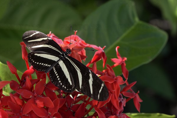 Zebra Longwing or Zebra Heliconian