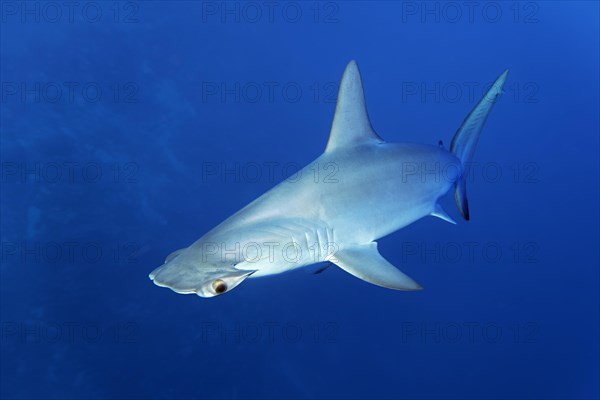 Scalloped hammerhead shark