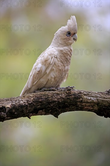 Little Corella