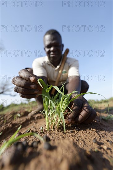 Peasant examining young sorghum plant