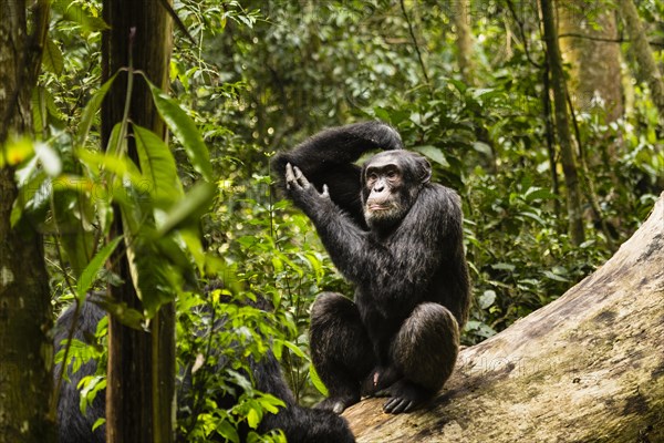 Common chimpanzee