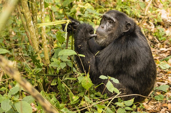 Common chimpanzee