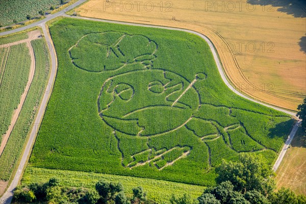 Corn maze