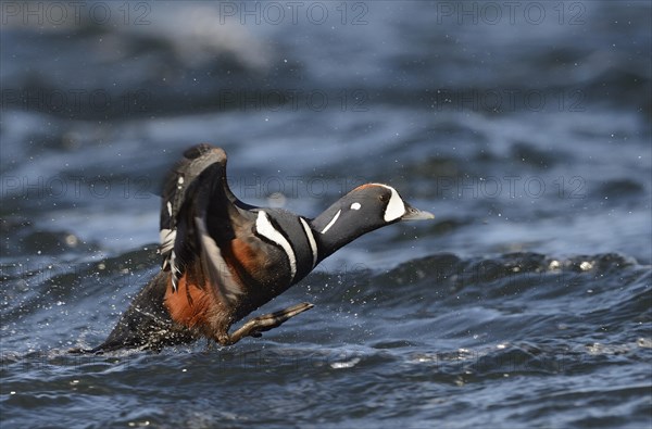 Harlequin duck