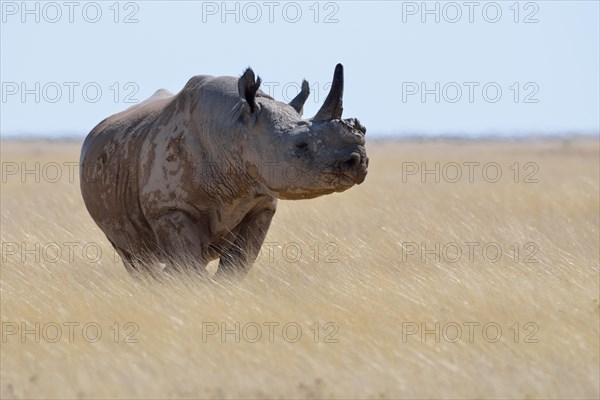 Black rhinoceros