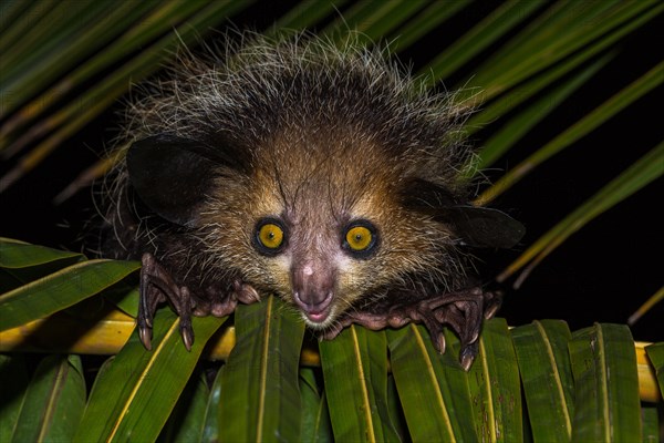 Aye-aye