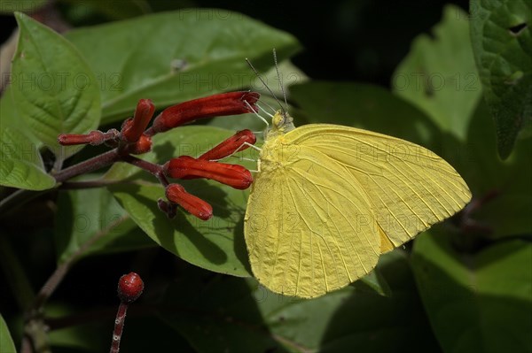 Orange-barred Sulphur