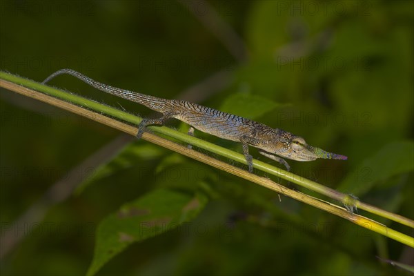 Long-nosed chameleon