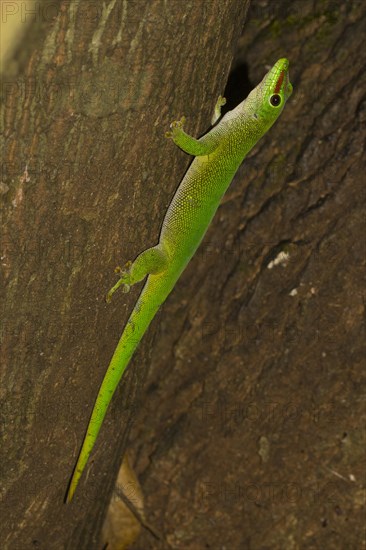 Madagascar giant day gecko