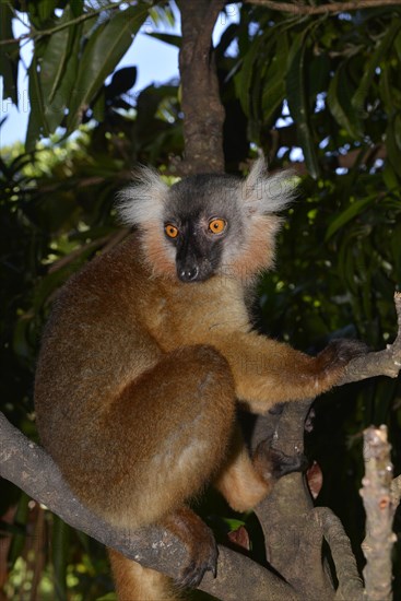 Female black lemur