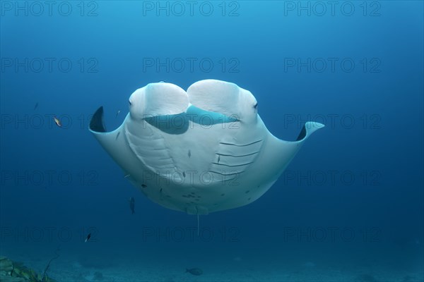 Manta ray