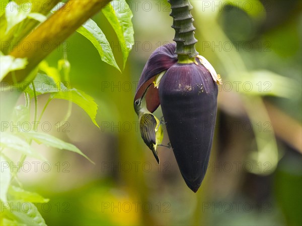 Little spiderhunter