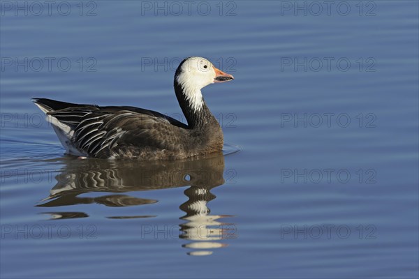 Snow Goose